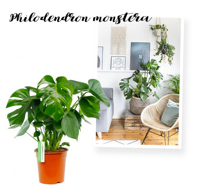 monstera