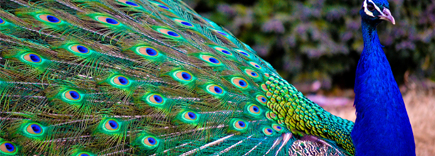 Eye Of The Day: Peacock!