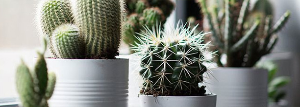Interieur inspiratie: Cactus love!
