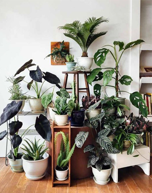 8 x hippe planten voor in je interieur