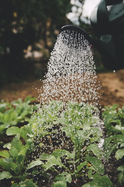 gardening