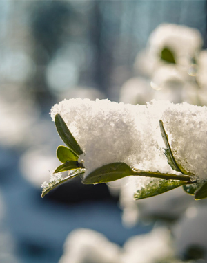 Tips om je tuin winterklaar te krijgen