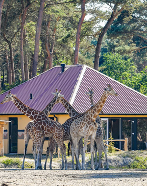 Onze ervaring met Safari Resort Beekse Bergen