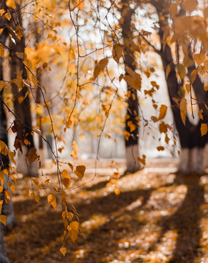 herfst103