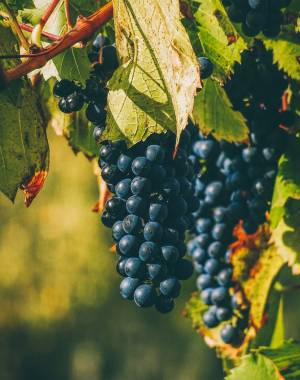 Wat zijn de bekendste Italiaanse wijnen?