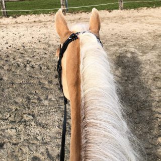 Vanmorgen even weer een buitenrit gemaakt met Beau. Het begon wat onstuimig, net als het weer trouwens, maar na 20 minuten had ik chille Beau weer terug en heb ik de rest van de tijd heerlijk kunnen genieten. Ze stond ook al een aantal dagen stil vanwege het weer, dus ze had gewoon even veel energie wat eruit moest denk ik. Hopelijk knapt het weer snel op en kunnen we binnenkort echt gaan genieten van de lente, ik kijk wel uit naar een mooie lentedag(en). #buitenrit #paardrijden #paard #haflinger #pony #waarblijftdelente #lente