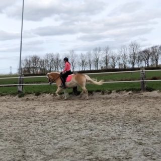 Na ruim 2 weken eindelijk weer eens gereden in de bak. Door het weer maar ook helaas door mijn eigen gezondheid heb ik de afgelopen tijd maar weinig kunnen rijden, op één buitenritje na. De eerste 20 minuten was echt even hard werken, voor zowel Beau als voor mij, uiteindelijk begon ze wel erg fijn te lopen en hebben we het goed kunnen afsluiten. Nu hard duimen dat het echt lente gaat worden, zodat Beau en ik weer wat meer kunnen trainen. Soms is het op haar hard werken maar als ze eenmaal loopt, dan voelt het alsof het bijna vanzelf gaat! Beau kan trouwens goed een wasbeurt gebruiken 🙈#paardrijden #dressuur #lemieux #haflinger #rigaranch #pony #paard