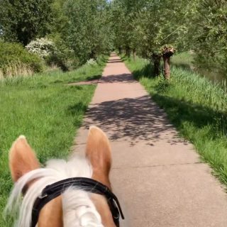 Na de wedstrijd, springen en een dressuurles was het vandaag echt even fijn om lekker een buitenrit te maken. Het weer was ook perfect en ontzettend genoten en uiteraard was Beau weer super braaf 💛 #haflinger #buitenrit #horse #paardrijden #horseriding #horsesofinstagram #rigaranch #paard #pony