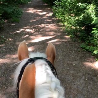 Heerlijk samen genoten van het mooie weer! #haflinger #horses #horseriding #horsesofinstagram #paard #pony #paardrijden